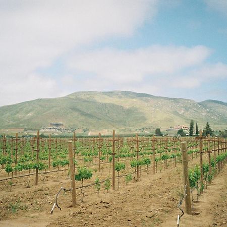 Alma Liebre Vinedos Del Valle Valle de Guadalupe Kültér fotó