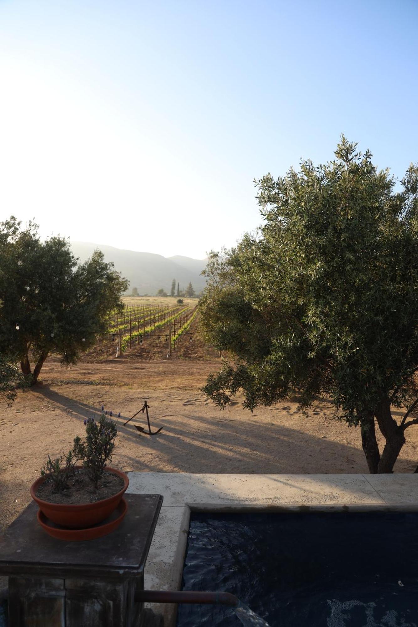 Alma Liebre Vinedos Del Valle Valle de Guadalupe Kültér fotó