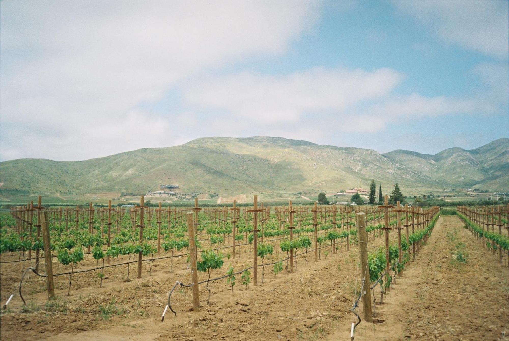Alma Liebre Vinedos Del Valle Valle de Guadalupe Kültér fotó