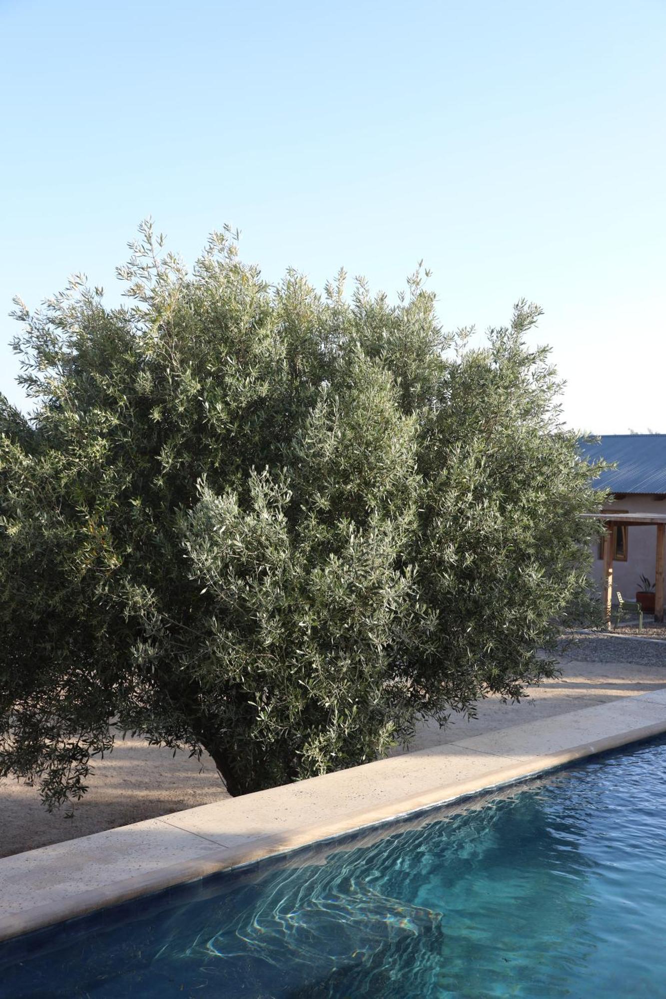 Alma Liebre Vinedos Del Valle Valle de Guadalupe Kültér fotó